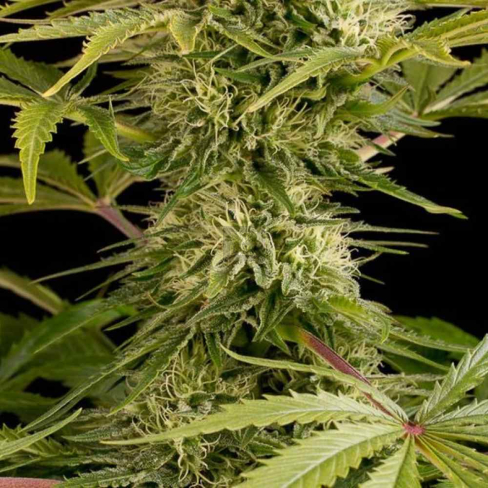 Kush N Cheese Kush N Cheese