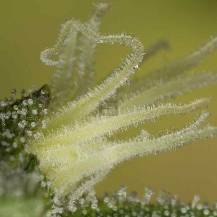 Kush N Cheese Kush N Cheese