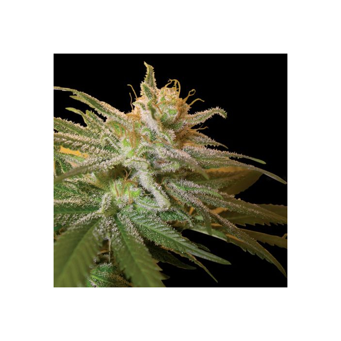 Kushberry