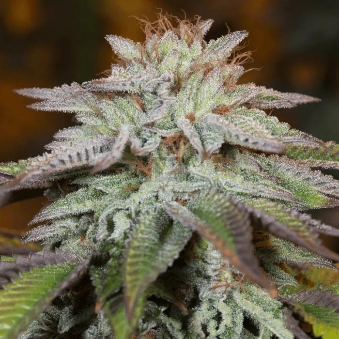 L.A. Vanilla Cake Auto L.A. Vanilla Cake Auto