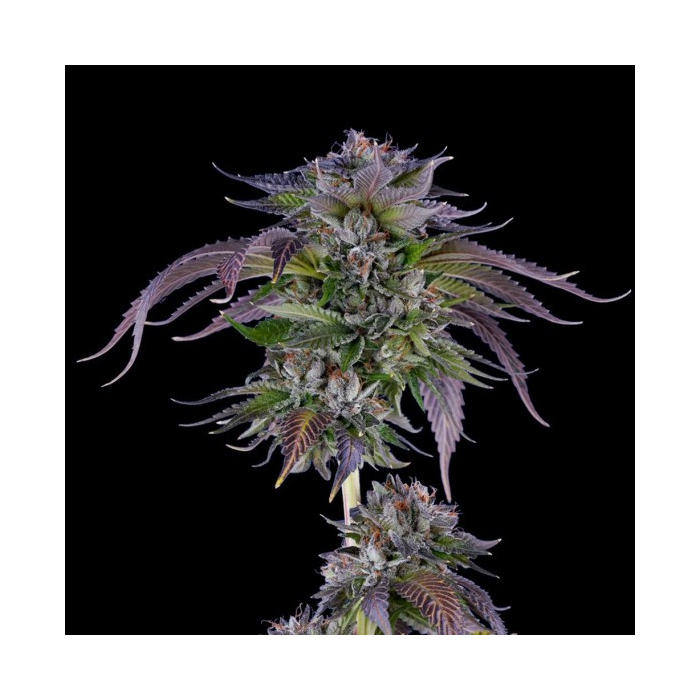 LA Confidential