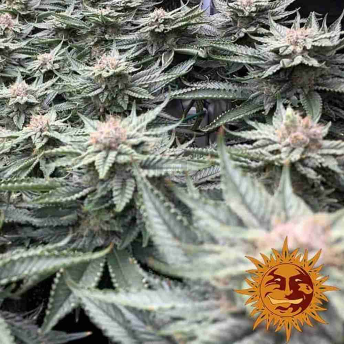 Laughing Buddha