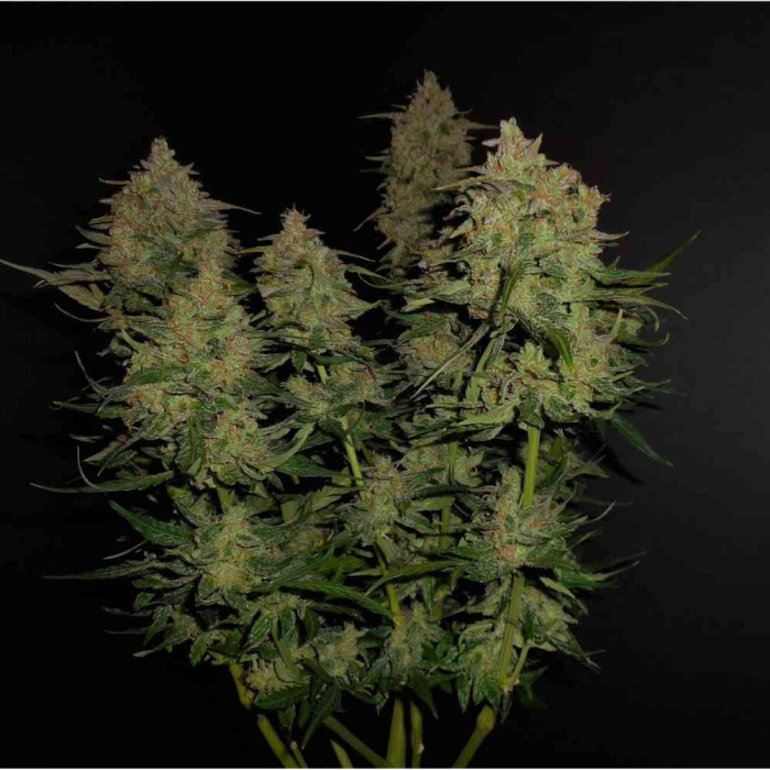 Lemon AK Auto
