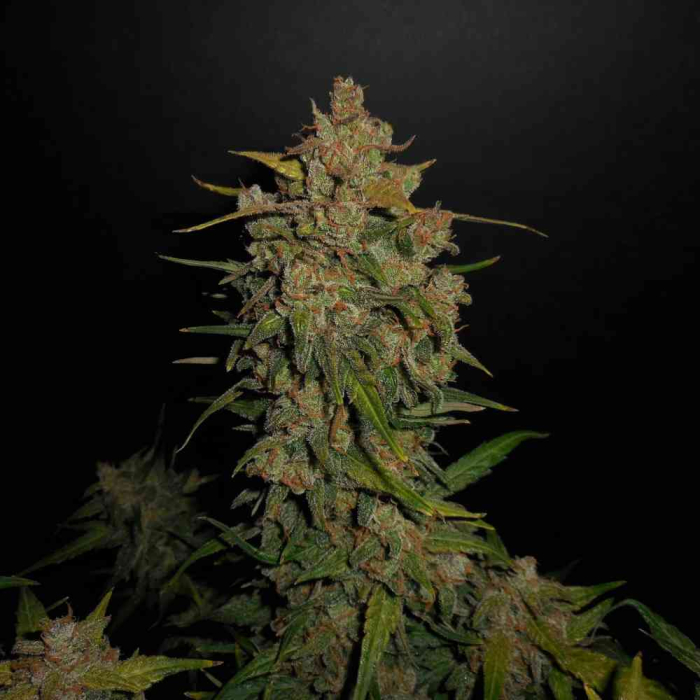 Lemon AK Auto