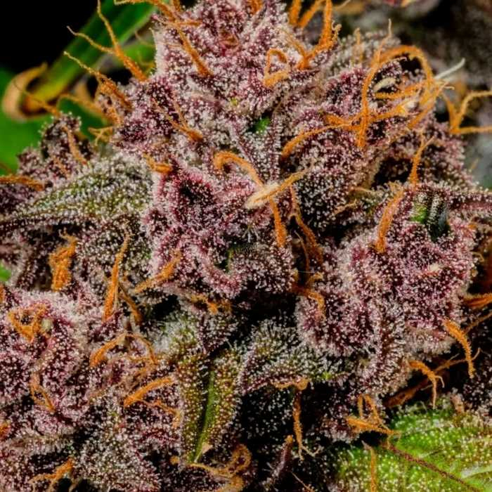 Lemon Cherry Cookies Auto
