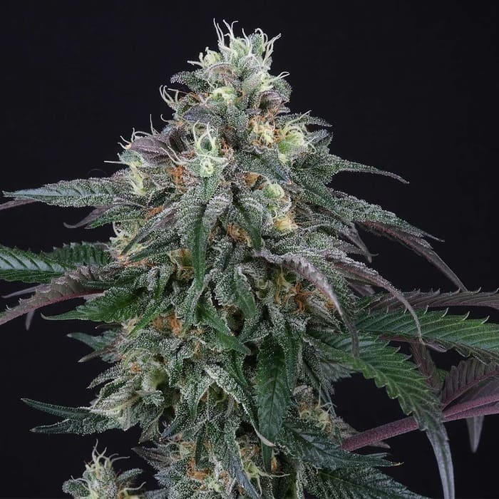 Lemon Curd (Melonade x Jet A)