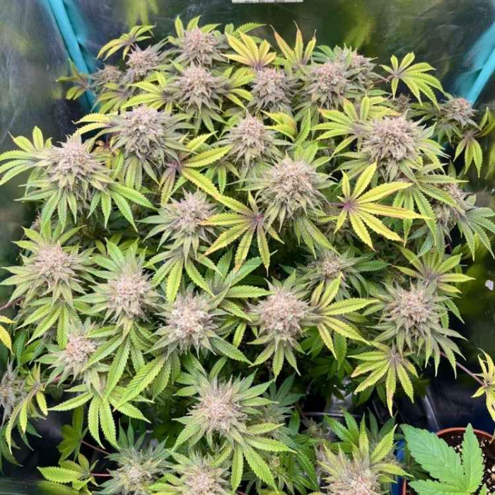 Lemon Mandarin