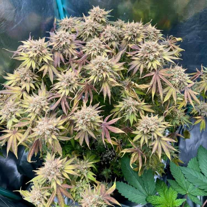Lemon Mandarin