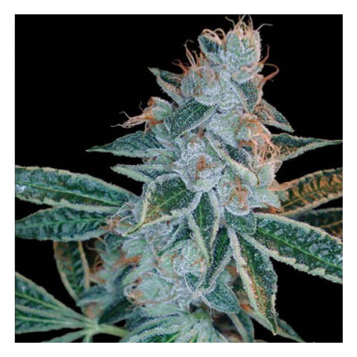 Lemon OG Kush