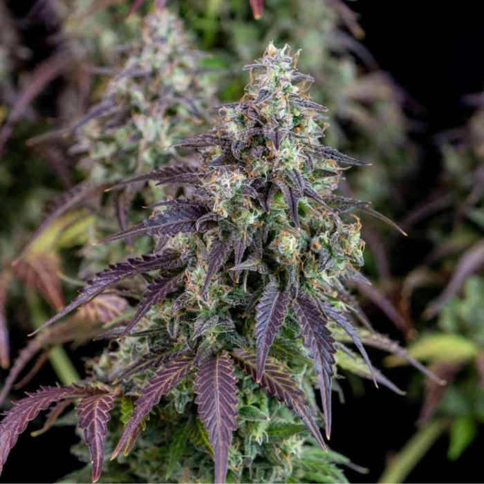 Lemon Pie Auto