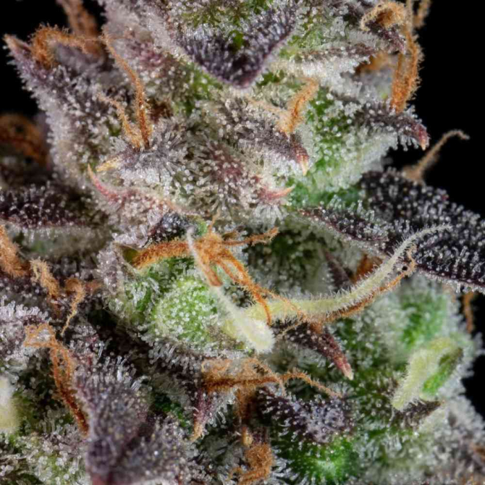 Lemon Pie Auto