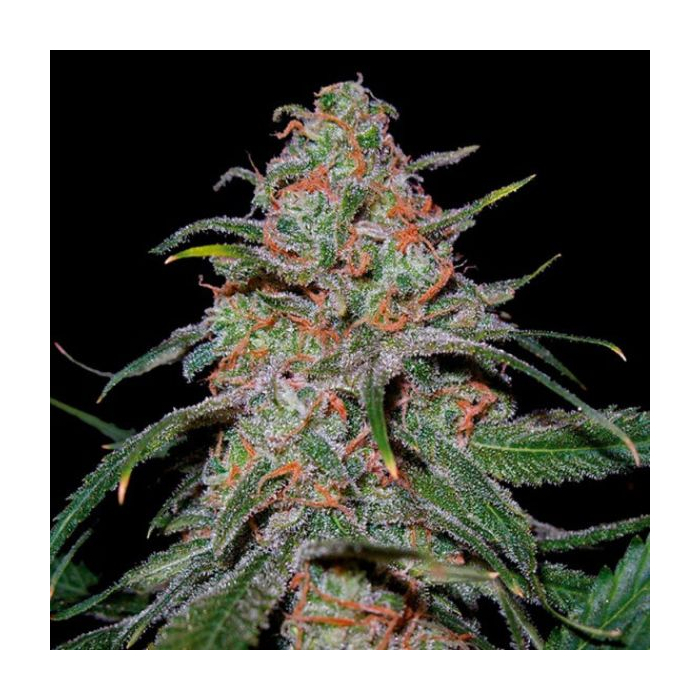 Lemon Skunk
