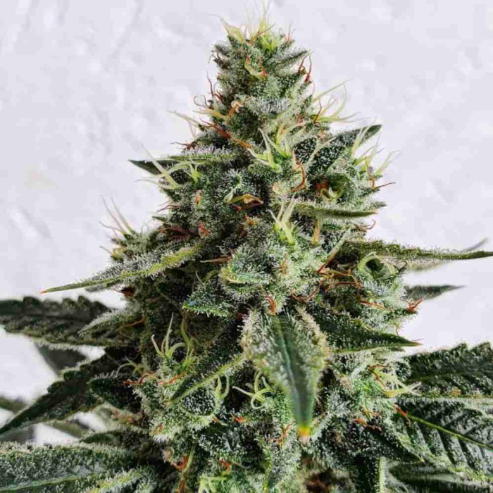 Lemon Storm