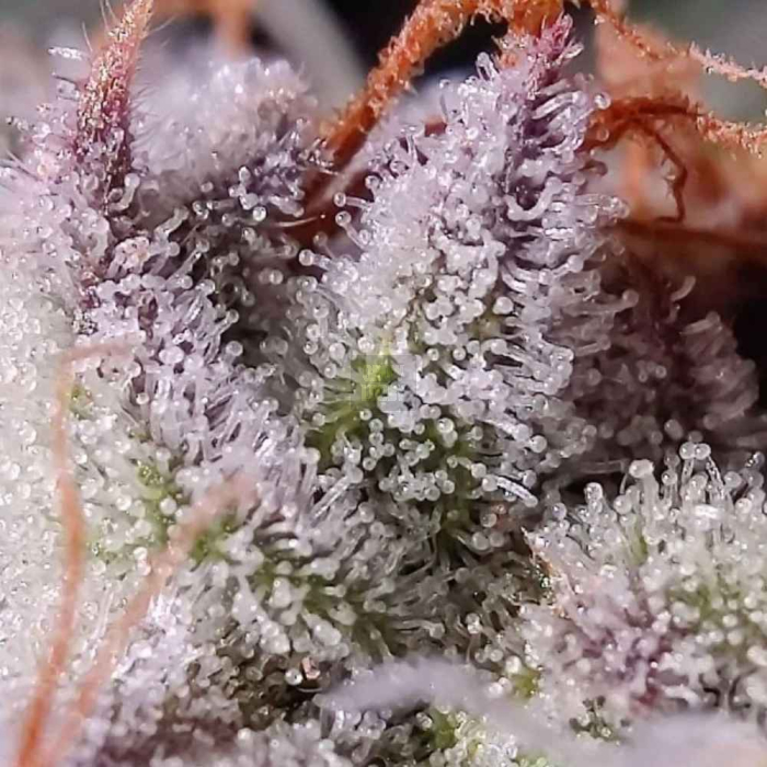 Lemon Storm