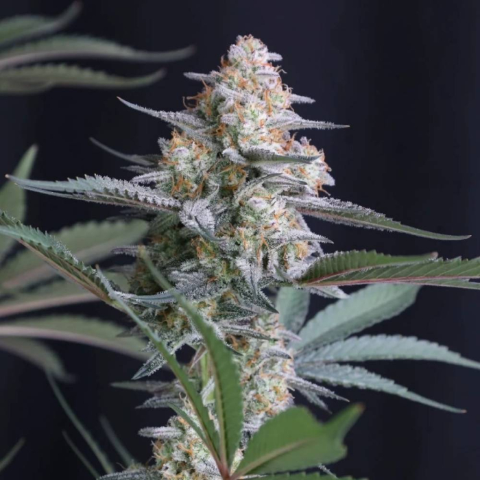 Lemon Tree Auto