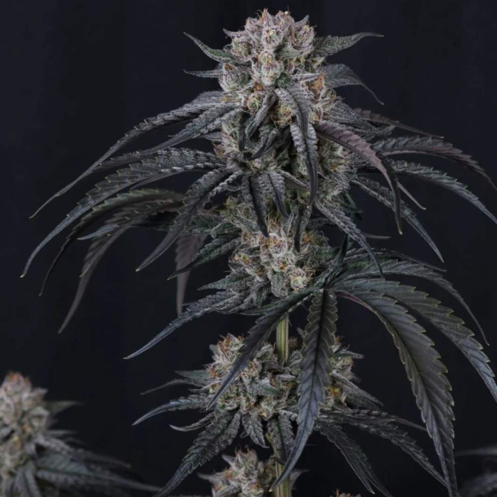Lemon Tree Auto