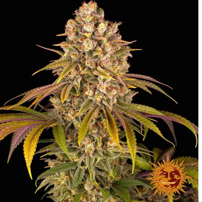 Lemon Tree