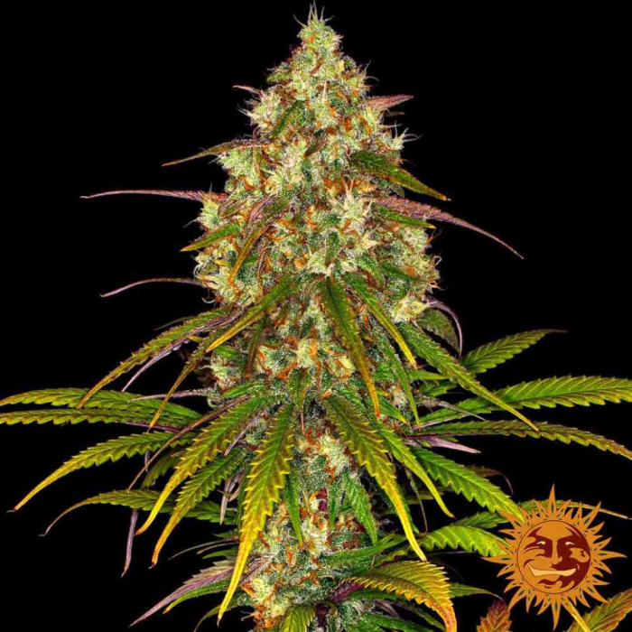 Liberty Haze