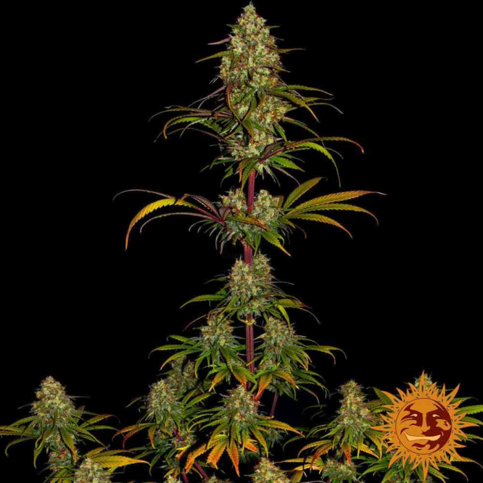 Liberty Haze