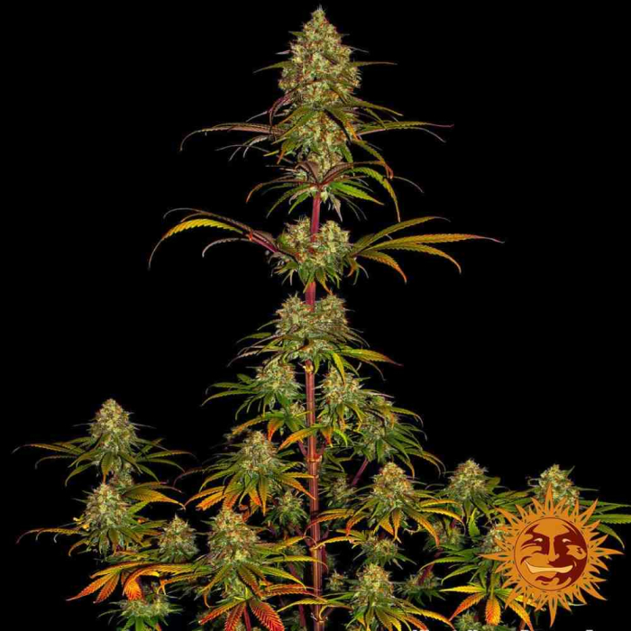 Liberty Haze