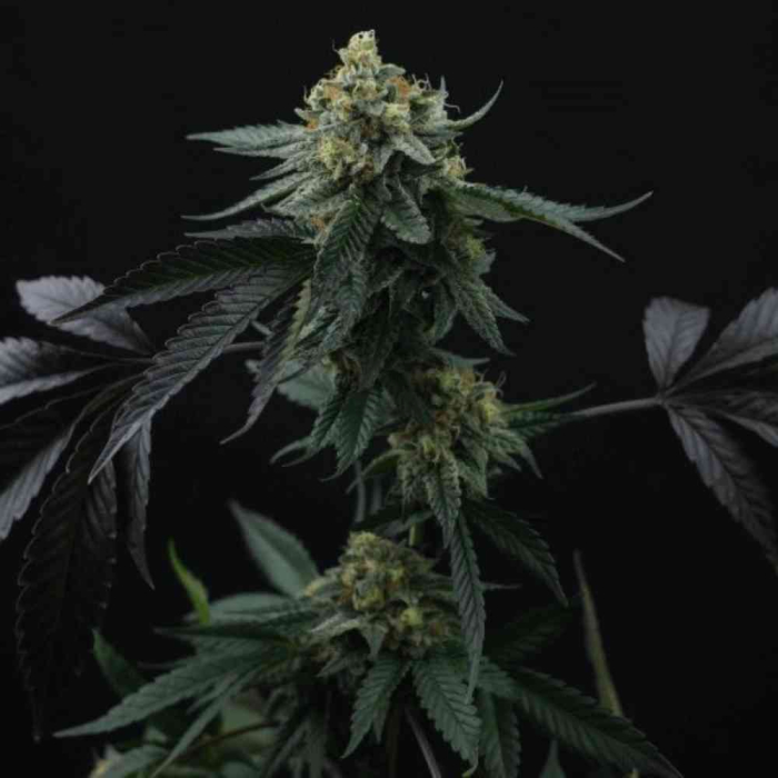 Lime Ozz (Lime Pop Kush x Peach Ozz)