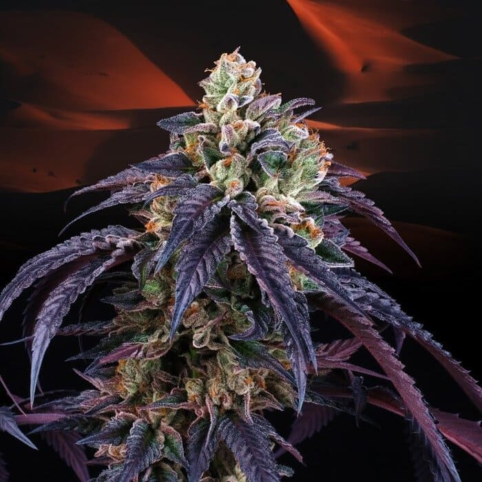 Loukoum (California Black Roze x Jet A)