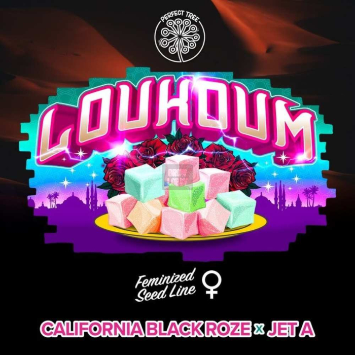 Loukoum (California Black Roze x Jet A)