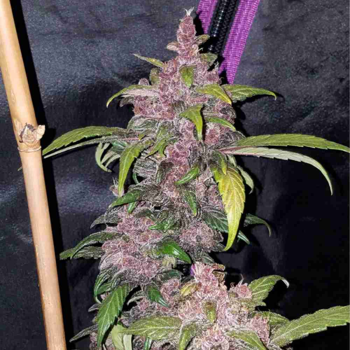 LSD-25 Auto