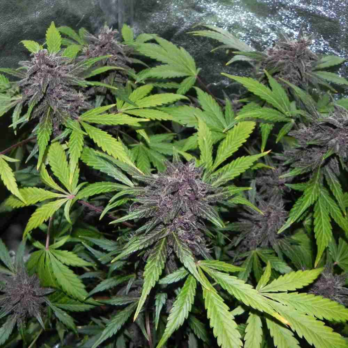 LSD-25 Auto
