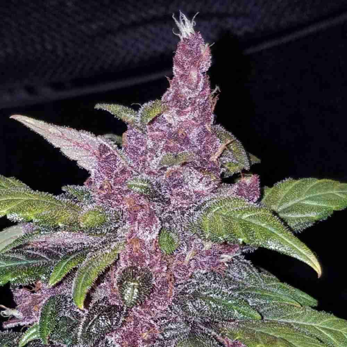 LSD-25 Auto