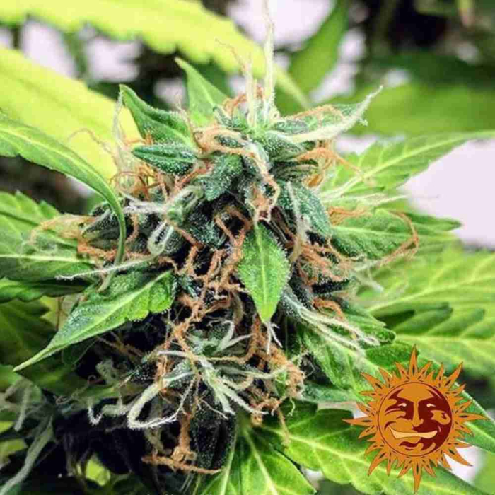 LSD Auto