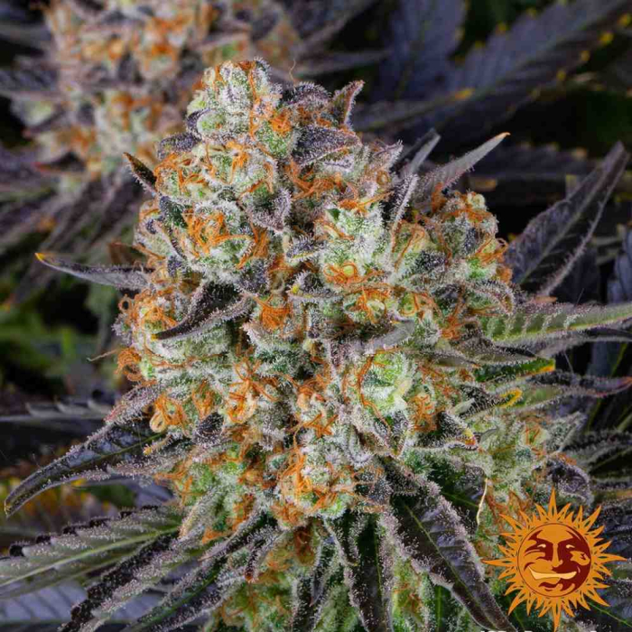 LSD