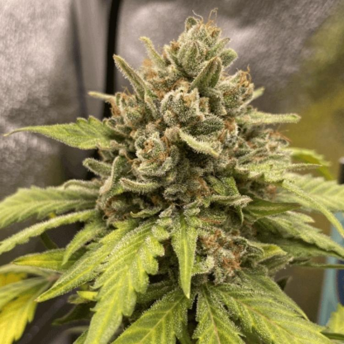 Auto MAC XXL Auto MAC XXL