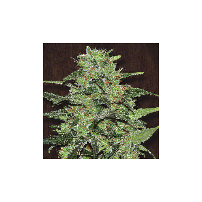 Malawi | Feminizada Malawi | Feminizada