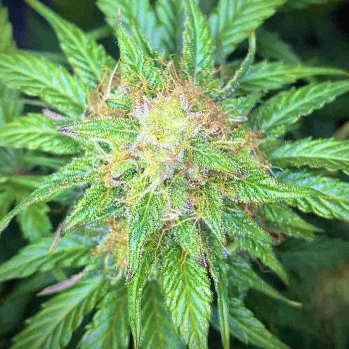 Mandarine Cream Auto