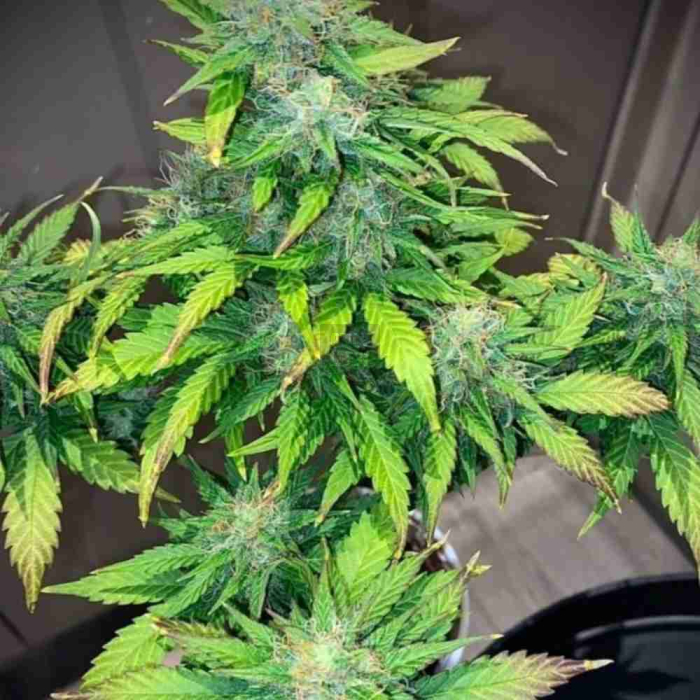 Mandarine Cream Auto