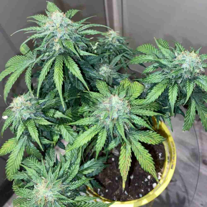 Mandarine Cream Auto
