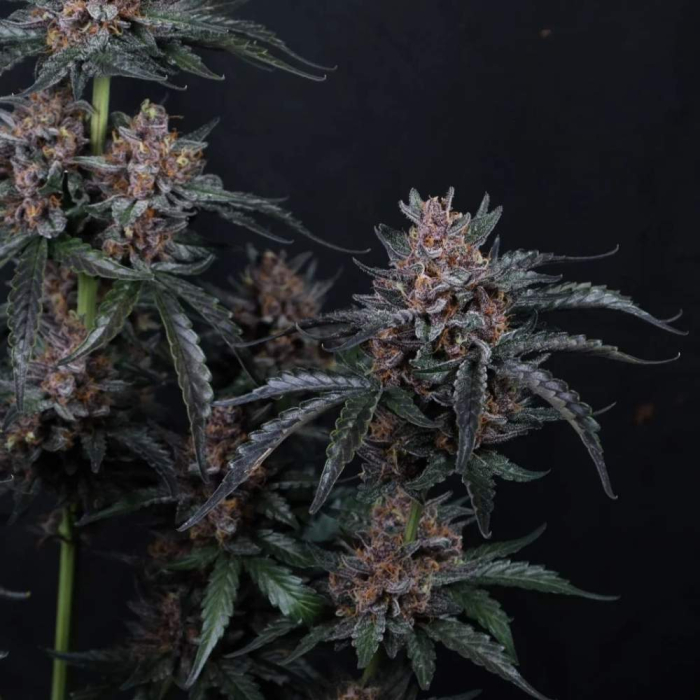 Mango Cherry Runtz Auto