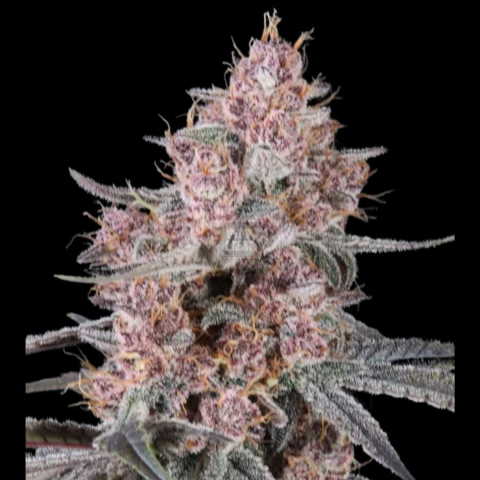 Mango Cherry Runtz Auto