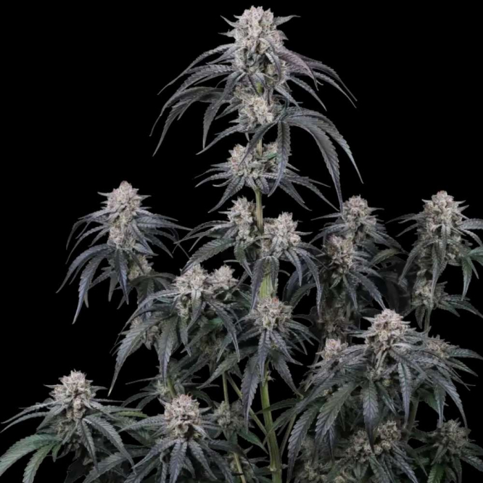 Mango Frost Auto