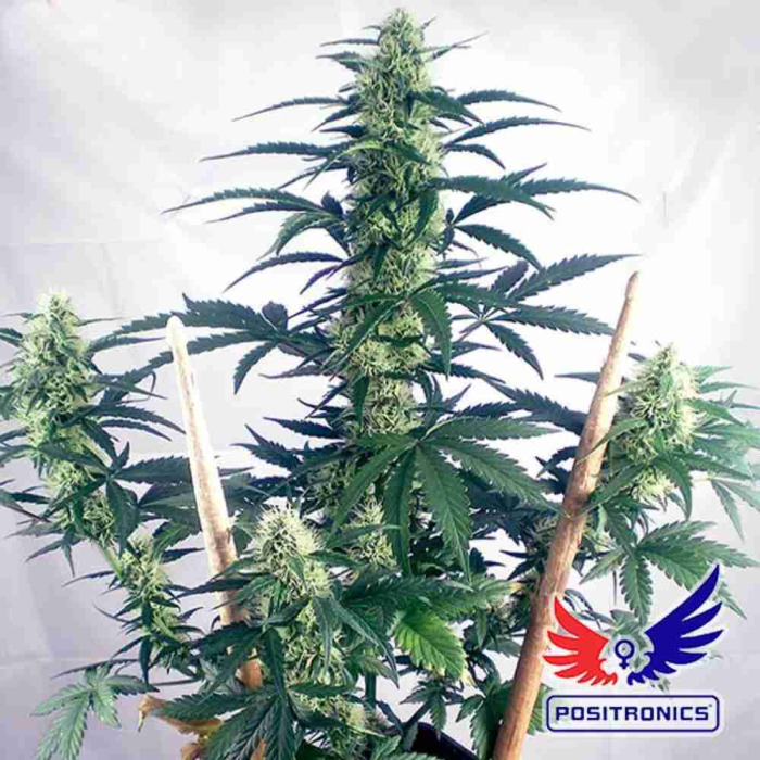 May Day Express Auto