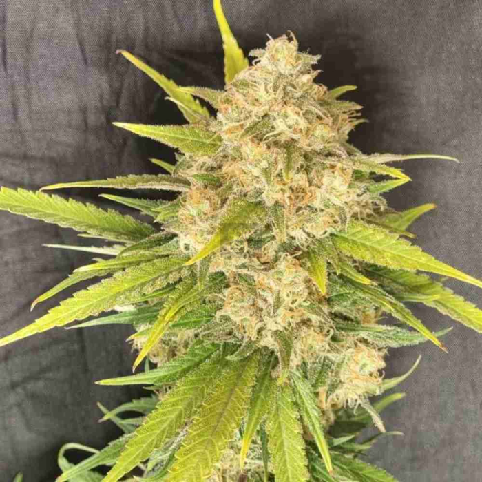 Melon Gum