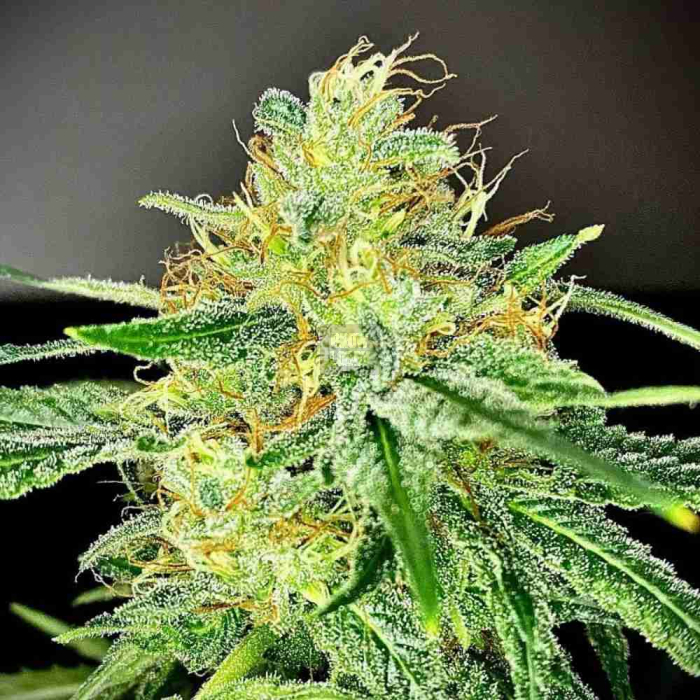 Melon Gum