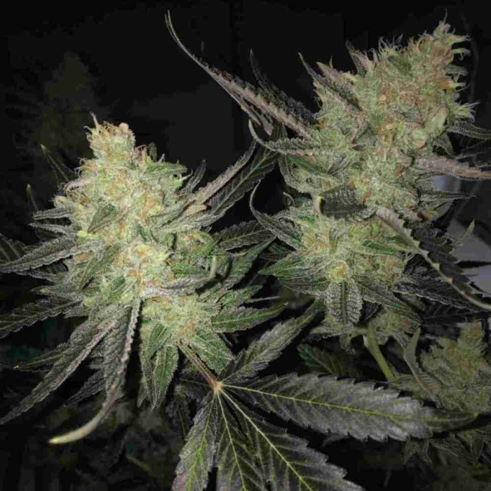 Melon Gum Granel