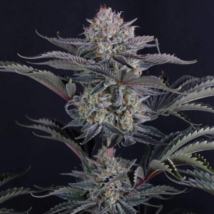Mendo Frost Auto