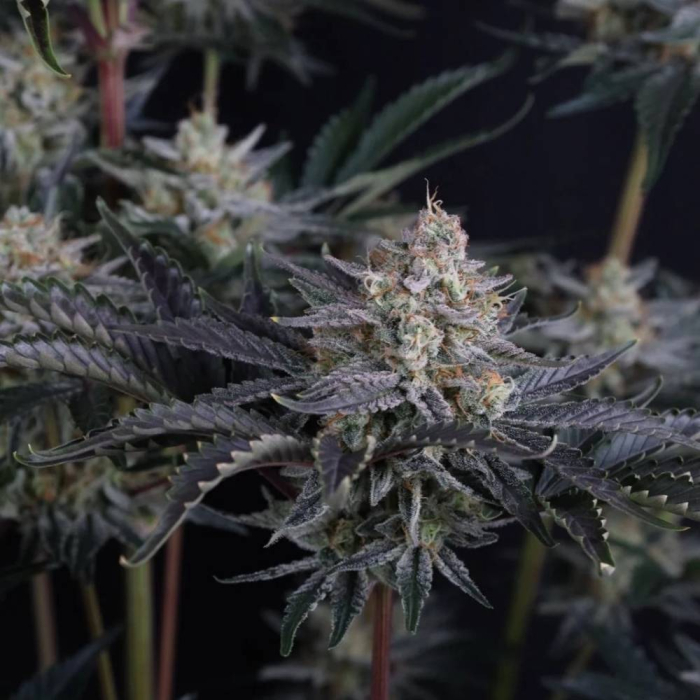 Mendo Frost Auto