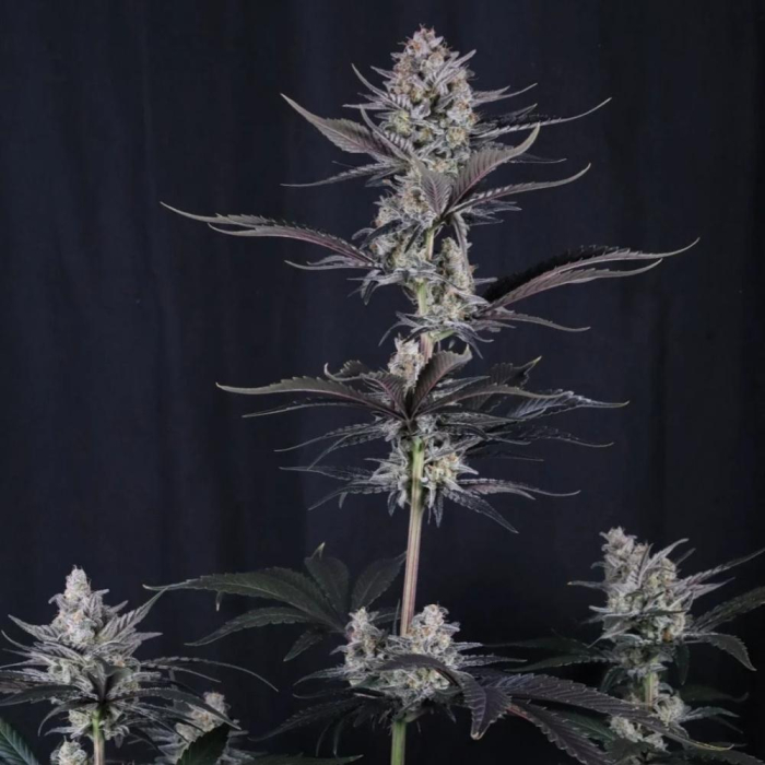Mendo Guava Auto
