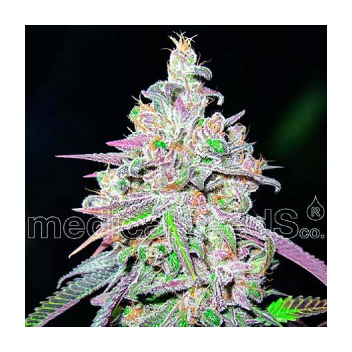 Mendocino Chanel Kush