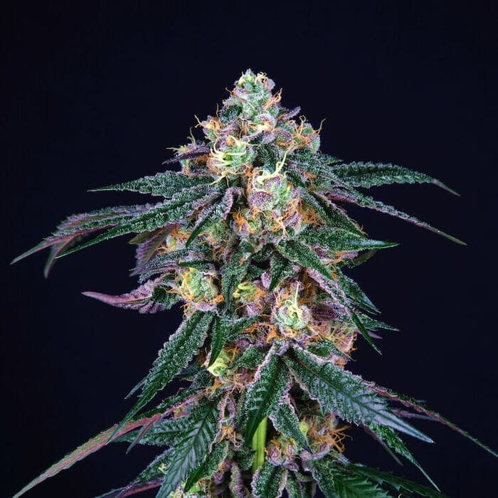 Midnight Sunset (Sunset Sherbet x Jet A)