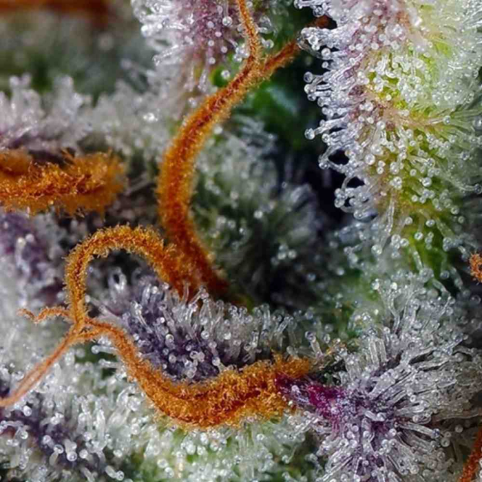 Mimosa Bruce Banner XL Auto